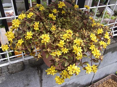 リシマキア：リッシー3号ポット2株セット の通販園芸ネット