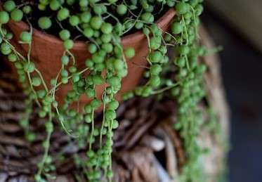 風水 観葉植物は恋愛運もアップできる万能アイテム！おすすめの植物10選 – nihonail −ニホネイル−