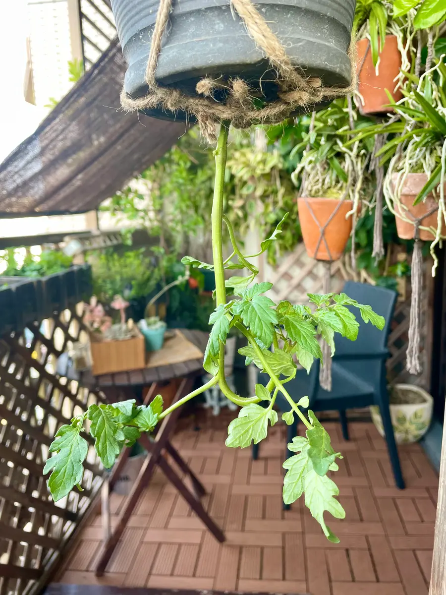 たくさん採れるのはどっち？里芋の逆さ植えVS普通植え収穫量比較してみましたカジトラ