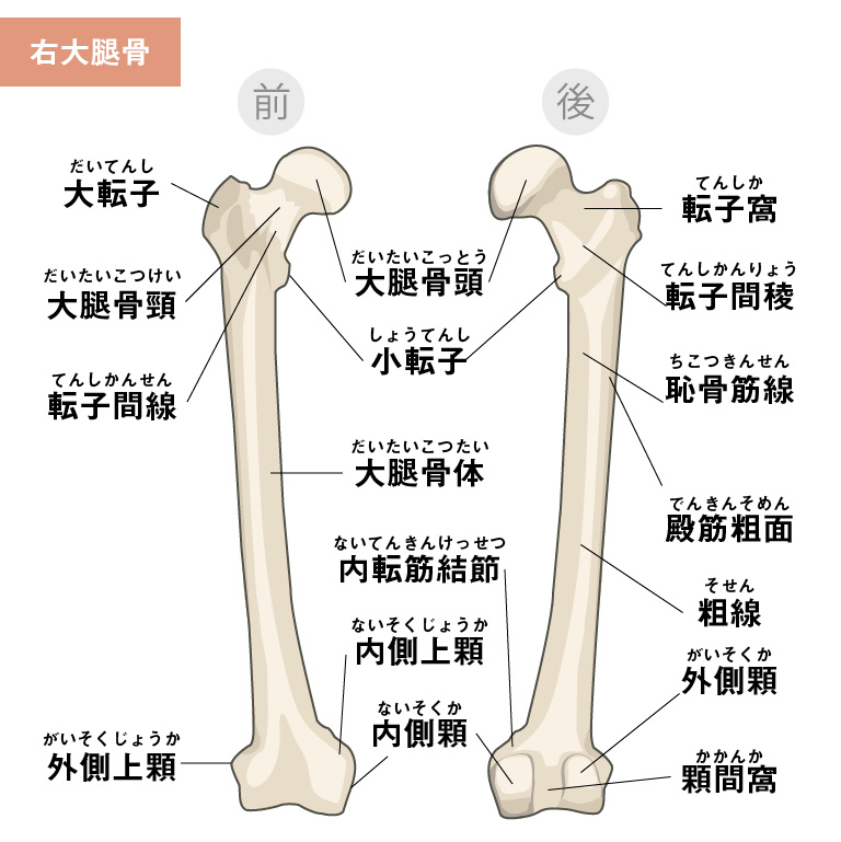 坐骨神経痛 主に脚に痺れが出る症状やまぐち整骨院 谷町四丁目院