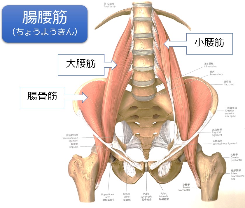腸腰筋 腸骨筋 の評価 トーマステスト と筋トレ、ストレッチ理学療法士・作業療法士・言語聴覚士の求人、セミナー情報なら POST