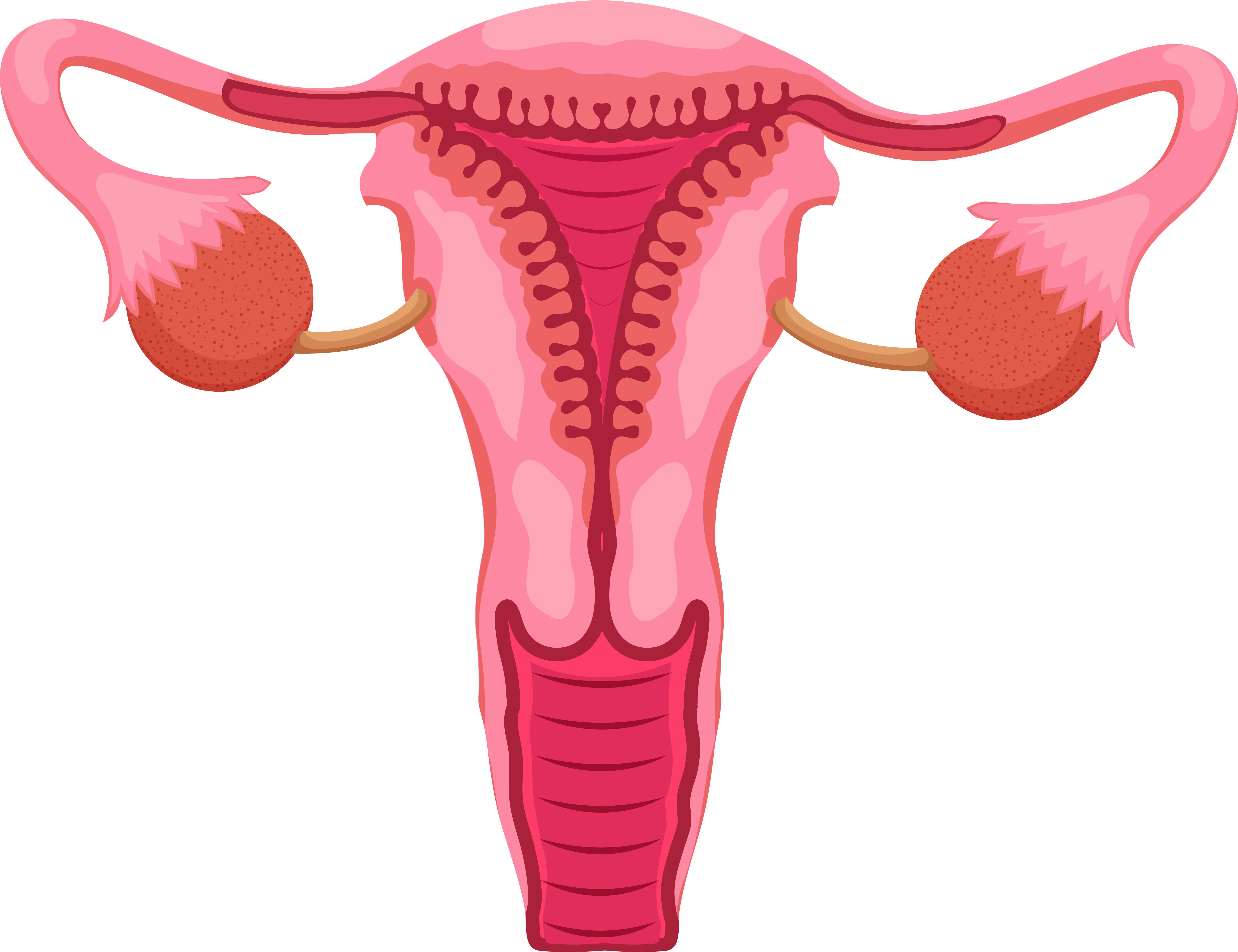 専門家に相談 産後の悪露 おろ は、いつまで？量の目安は？ - White Lapin