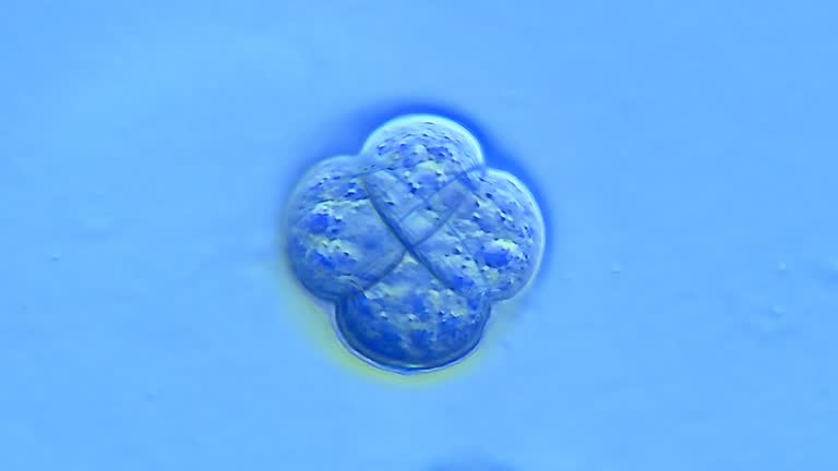 体細胞分裂の観察