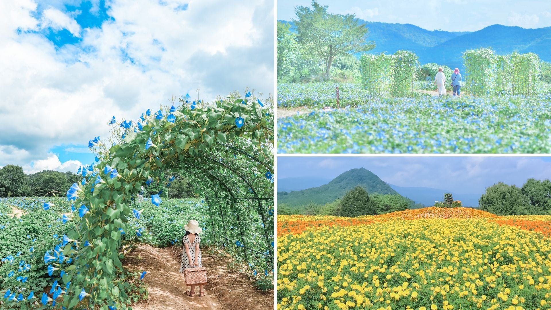 辺り一面が花畑になる夢星の窓メディア