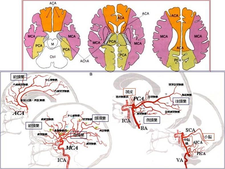 脳の血管 脳底の動脈 大脳動脈輪を中心に