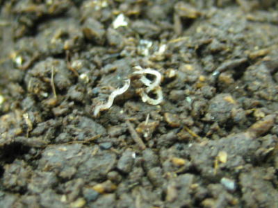 本棚のまわりに白い虫が大量発生 - 部屋を片付けようとして、ふと本- Yahoo!知恵袋