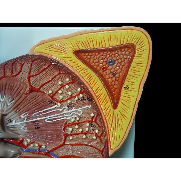 35,300点を超える人の腎臓のストックフォト、写真、そしてロイヤリティフリーの画像 - iStock