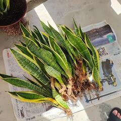 多肉植物 サンスベリア虎の尾の株分け 抜き苗 風水:幸福運 健康運 集中力up - メルカリ