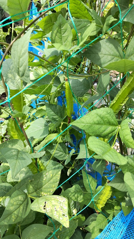 移住後に知った石垣島の隠れたおすすめ：うりずん豆八重山ブログライターズ