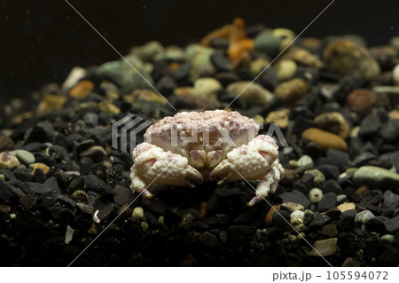 カニにも毒がある！？釣り人が気をつけるべき危険なカニとは？ リコ- エキスパート - Yahoo!ニュース