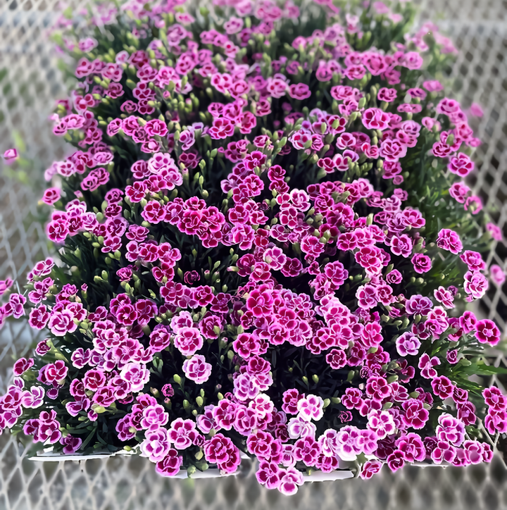 楽天市場 新商品 あす楽 石鹸で出来た シャボンフラワー ブーケ ミニブーケ シャボンフラワー ソープフラワー フラワーソープ ミニブーケ石鹸フラワー 花 バラ 薔薇 アレンジメント ブーケ 造花 枯れない花 花の贈り物 誕生日 ブライダル ギフト プレゼント: 花