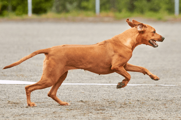 犬の骨格図インフォメーション詳細kia ora