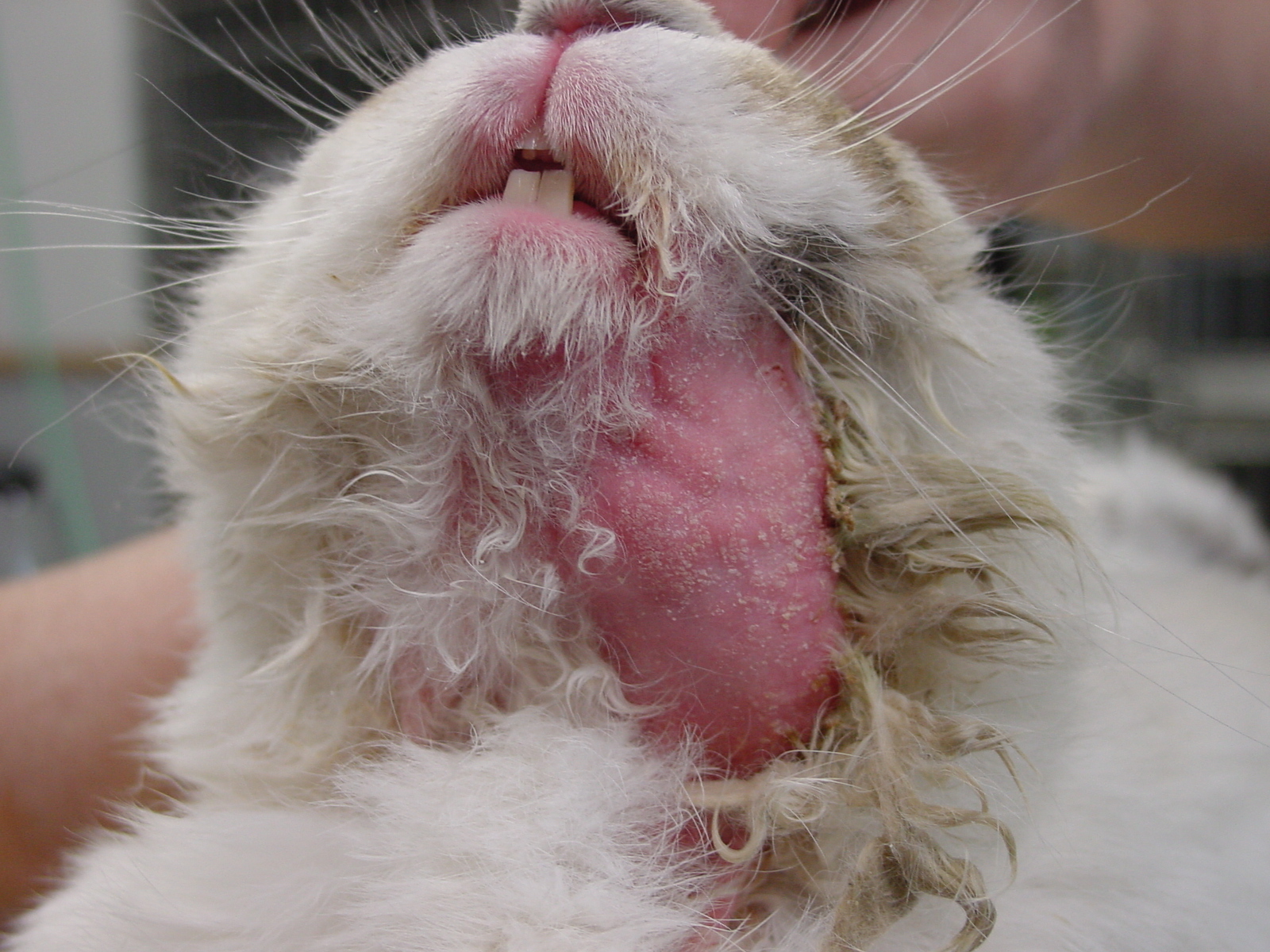 ウサギの家庭医学 第２回 皮膚疾患・体表腫瘤 前編 - いきもののわ