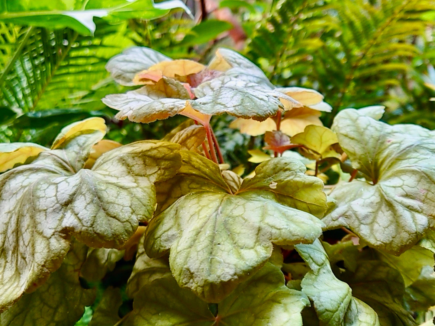 枯れそうなヒューケレラ・クッパーカスケード 掘り上げて、根腐れから復活させるレトニワ