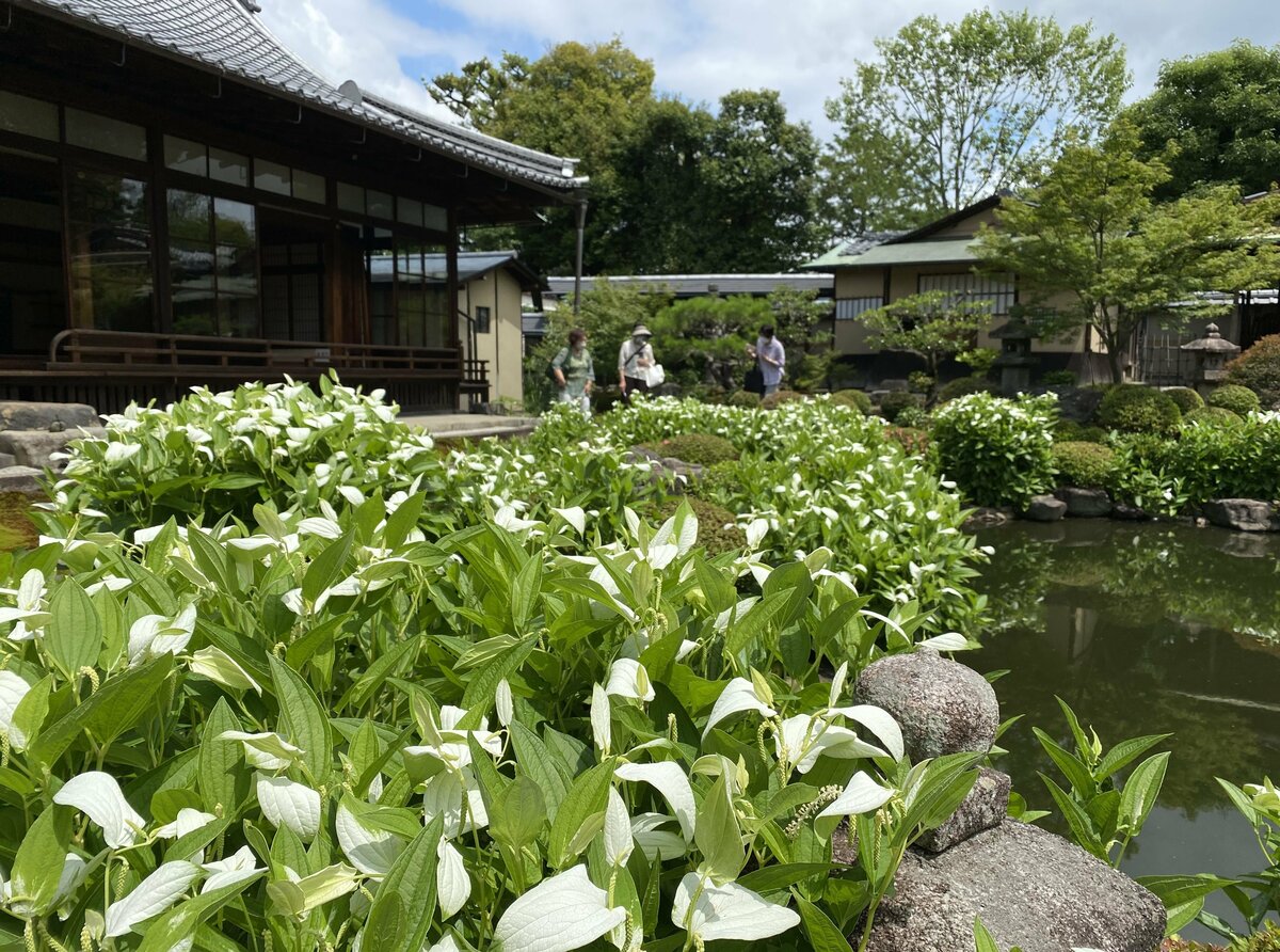 両足院庭園“半夏生の庭” ― 京都府指定名勝 京都市・建仁寺の庭園。庭園情報メディア おにわさん