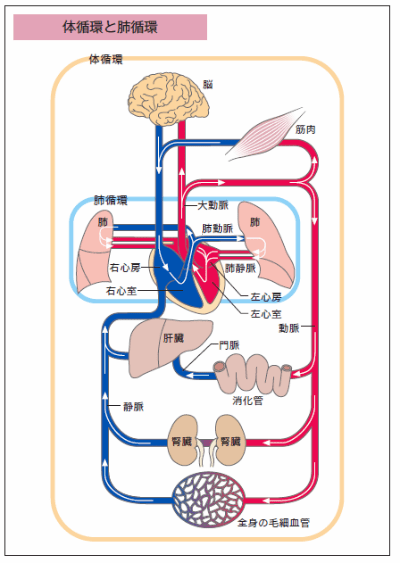 血液循環系イラスト無料イラスト・フリー素材なら「イラストAC」