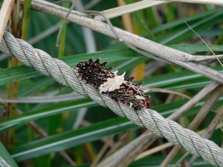 気持ち悪い虫の写真・画像素材 - Snapmart スナップマート