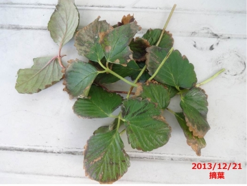 はじめまして。イチゴ増やしているのですが。葉の先端が黒くな 園芸相談Q＆Aみんなの趣味の園芸