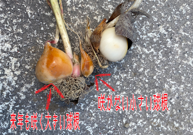 チューリップの育て方 特長や系統の違い、球根の保存方法は？咲き終わったチューリップを翌年も咲かせるために植物とあなたをつなぐPlantia