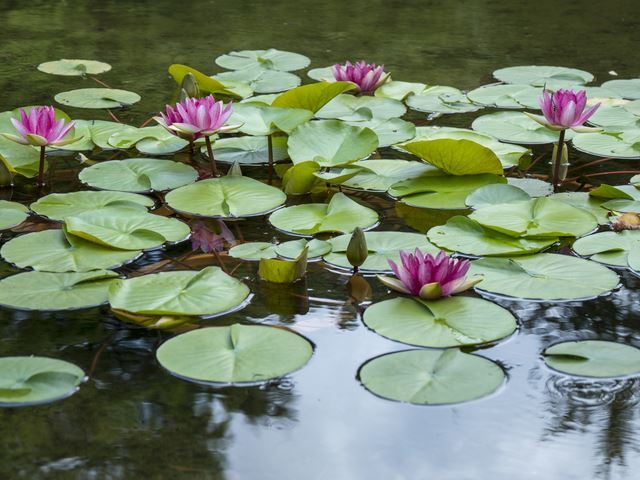 HOW TO一般的な栽培環境ミロク ラボMiroku Waterlily Laboratory