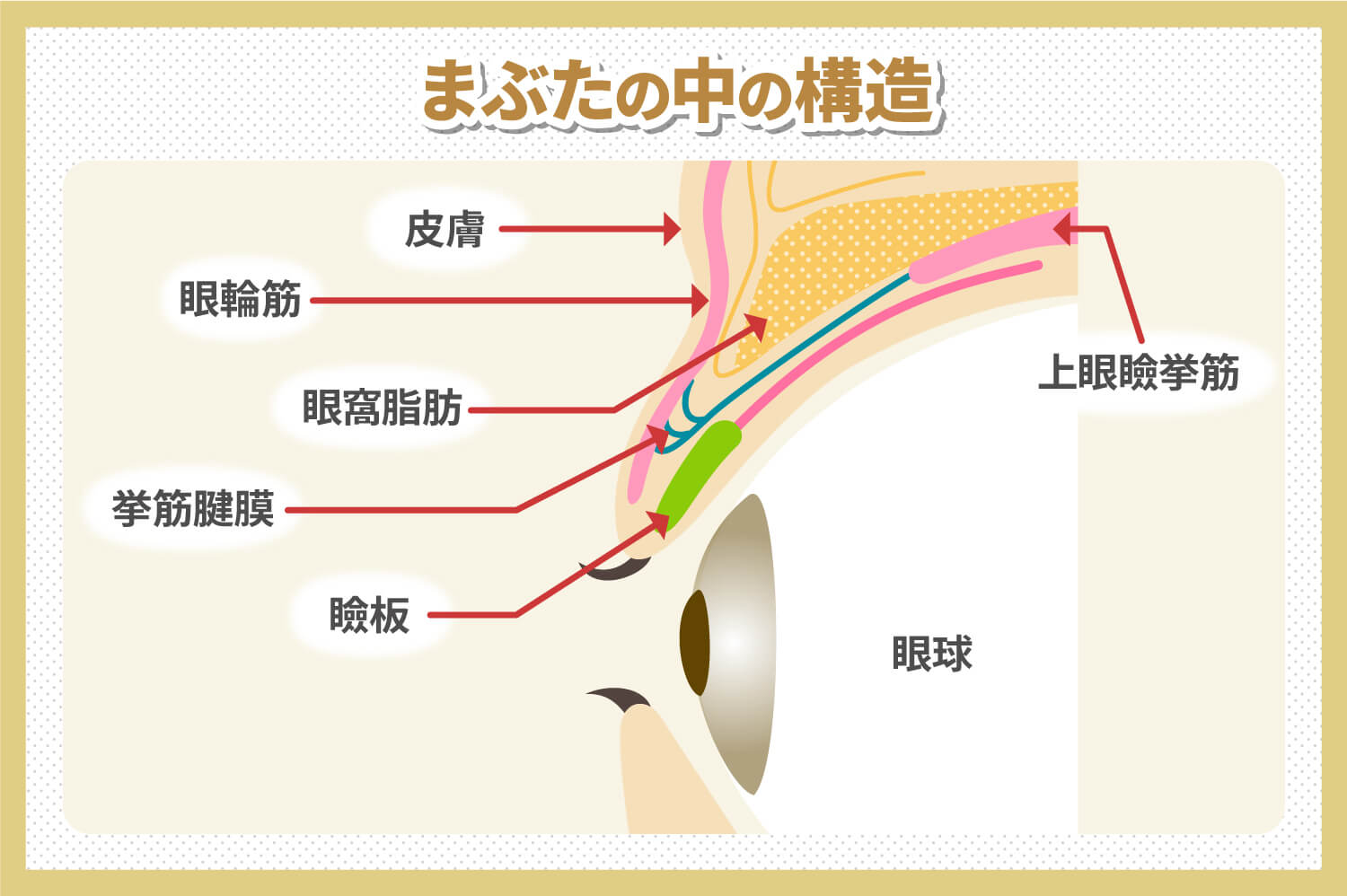 上まぶたの脂肪取り - レティシアクリニック Leticia Clinic