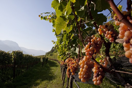 トラミーナー、Traminer