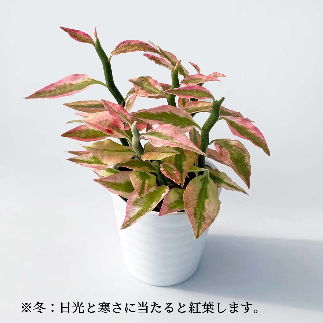 ペディランサスの育て方 花言葉植物の秘島