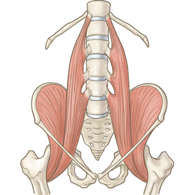 腸腰筋の効果的な鍛え方は？トレーニング方法・ストレッチ方法をご紹介R×L アールエル公式 Online ショップ