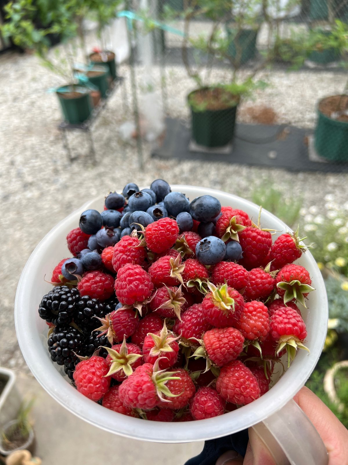 ラズベリーが枯れる原因は植え替えだった！？葉っぱが外側から枯れるのは根っこからのSOS - ゆる果樹