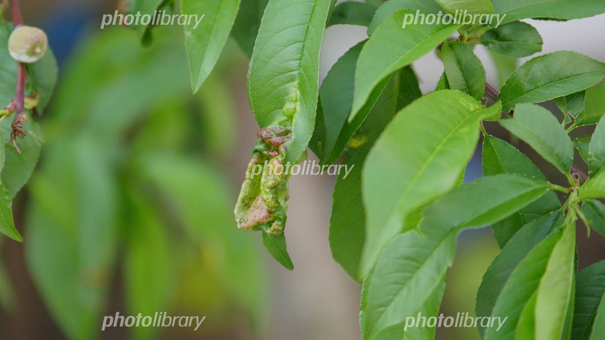 源平桃の葉っぱですが、色がまだらです。これは病気でしょうか？もし病- Yahoo!知恵袋