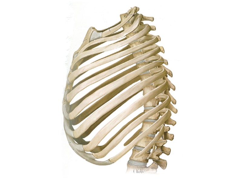 浮遊肋骨 – 足整体 高坂の整体ブログ