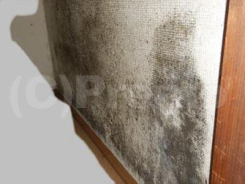 押入れ塗装カビに防カビ工事しても長く効果は持続しないブログ埼玉の防カビ工事なら「有限会社プレモ」