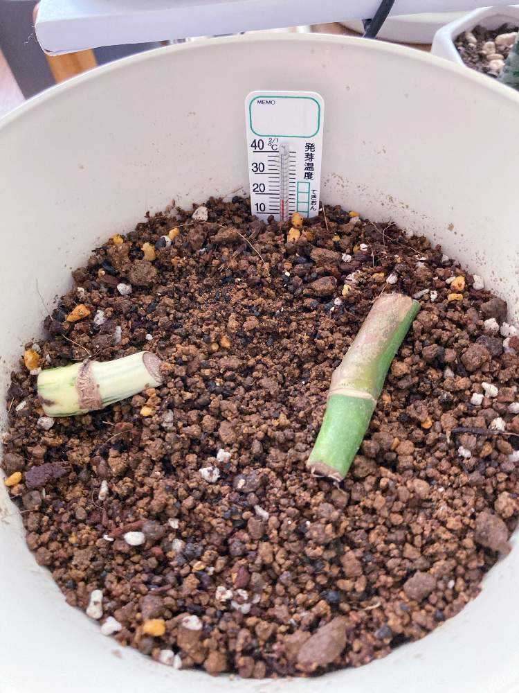 モンステラ初心者 はじめての茎伏せ🍀GreenSnap グリーンスナップ