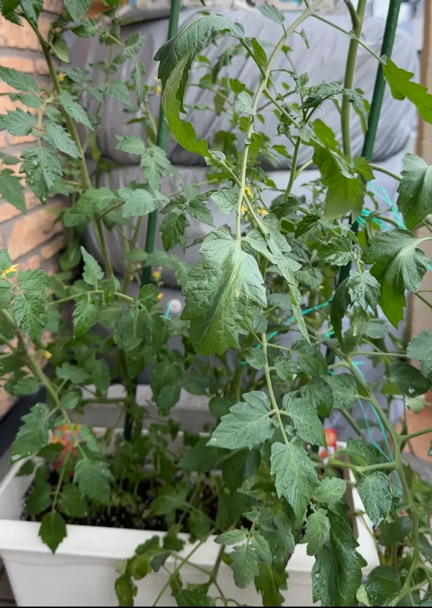 トマトの剪定方法: 9 ステップ画像あり- wikiHow