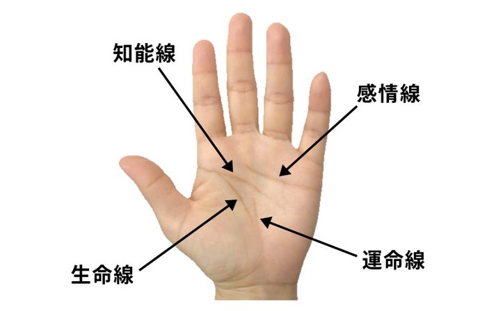 知能線」の向きで「現実主義」か「ロマンチスト」かがわかる！ えみ先生の手相読みkufura クフラ 小学館公式