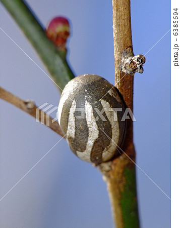 イラガ - Wikipedia