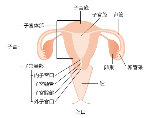 子宮の正しい場所ってどこ？女性なら知っておきたい子宮の仕組みや病気を解説東京・ミネルバクリニック