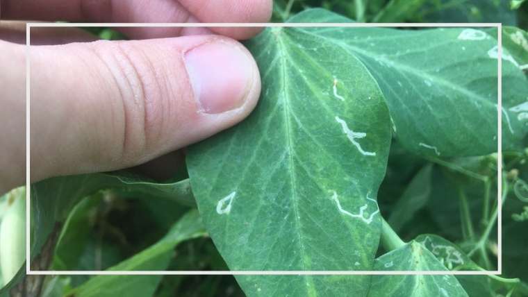 ハモグリバエ エカキムシ の被害と対策・駆除方法菜園ラボ