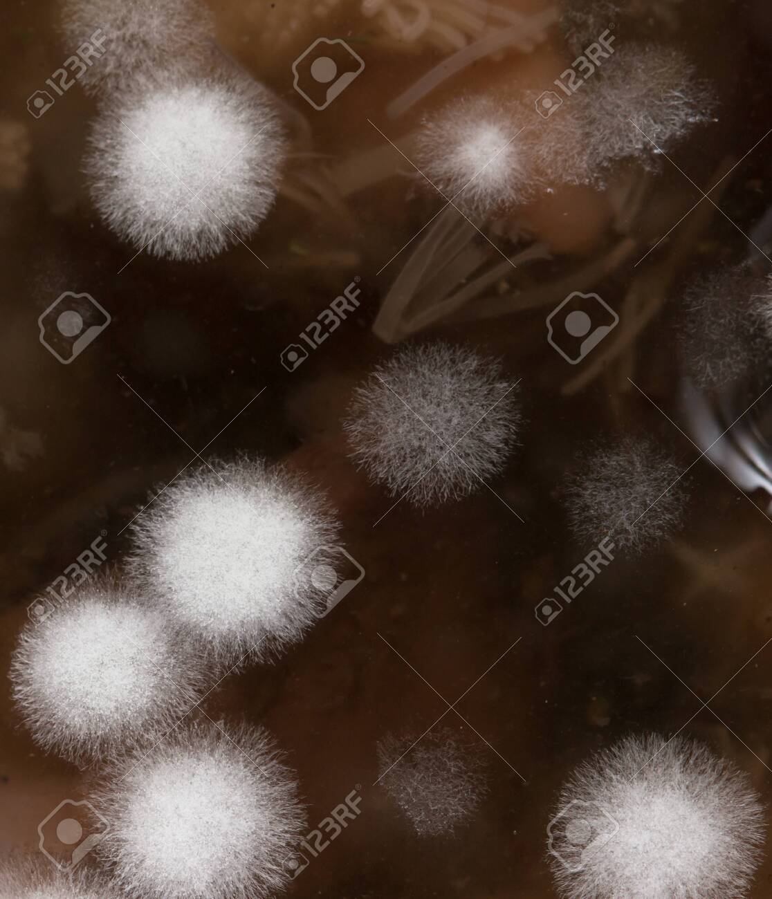 キノコの傘に白いふわふわ これって食べても大丈夫？ – grapeグレイプ