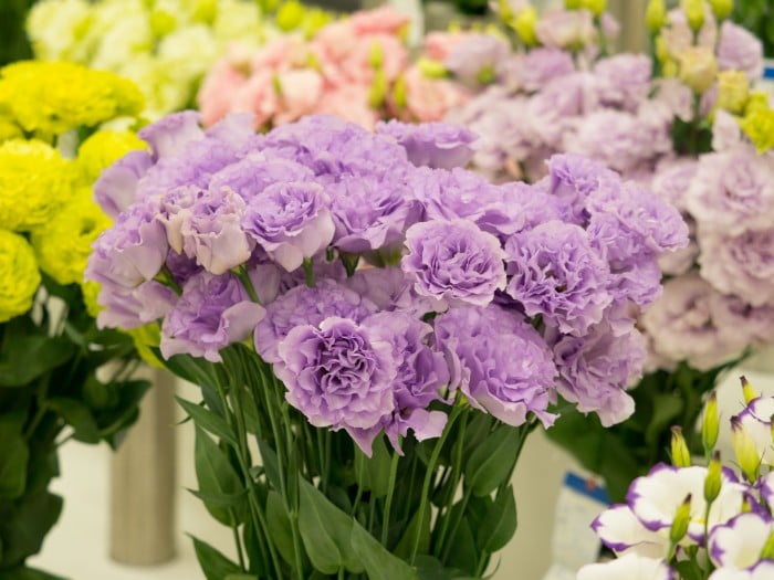 トルコキキョウの魅力と育て方