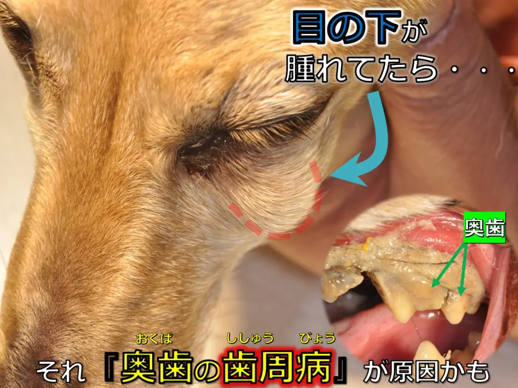 犬に歯肉炎の症状が ！？歯茎の腫れや赤みなどの症状やその原因、治療法や対策とは？竹原獣医科医院│川崎市の動物病院です。犬 ・猫・鳥・ハムスター・フェレットなど