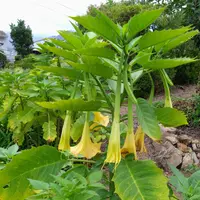 エンジェルトランペットの毒性とは？毒の特徴や症例を解説HanaSaku