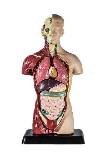 女性全身の筋肉解剖図イラスト 正面・背面・名称付き・3Dモデルの Stock イラストAdobe Stock