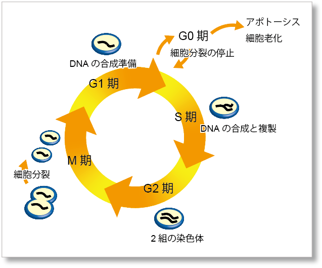 生物はすべて細胞からできている細胞ってなんだ １看護roo! カンゴルー