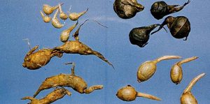 支流の生き物調査 : 亀成川を愛する会