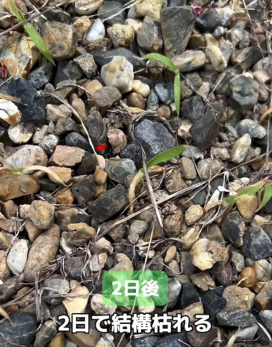 クエン酸で除草剤を手作りする方法と使い方農家web