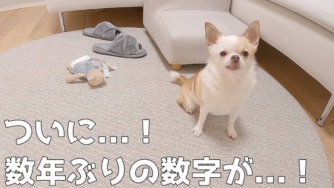 写真：世界一太ったチワワが減量に成功「これまで見た中で最も肥満の犬でした」東スポWEB