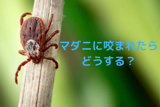 写真あり トコジラミに刺された時の症状・見分け方・効果的な駆除法 - トコジラミ駆除なら24時間対応の業者害虫獣SOS
