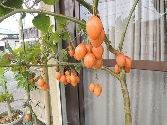 今年はタマリロが豊作だ～！シャープ家の毎日 in New Zealand