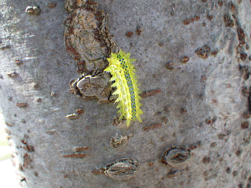 イラガは成虫にも毒があるの？生態と幼虫の棘の毒性が強すぎる？ – 生物モラトリアム